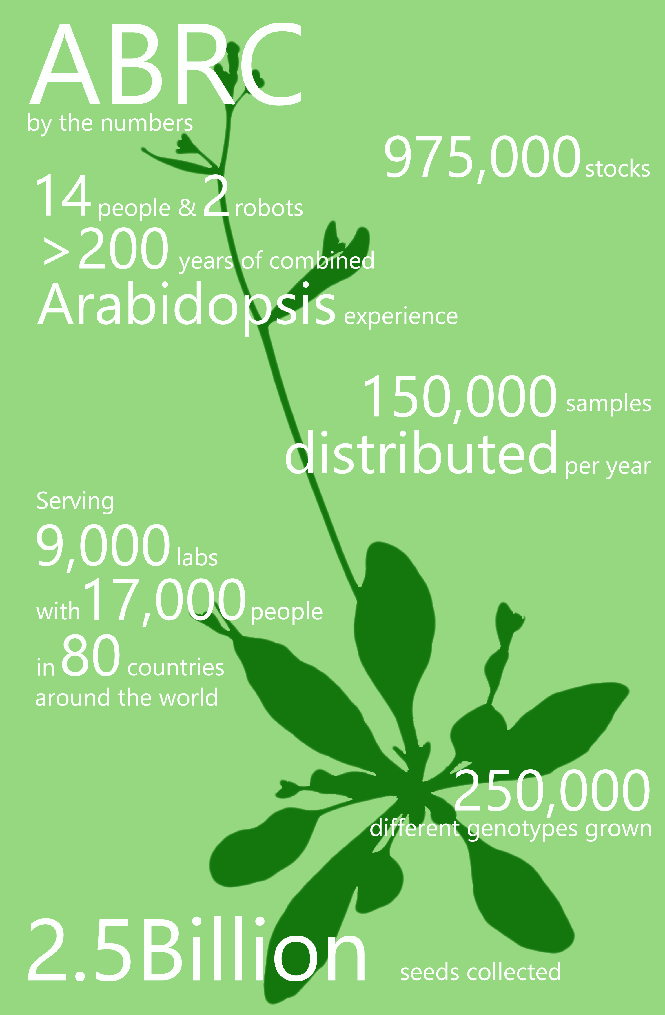 Arabidopsis by the Numbers