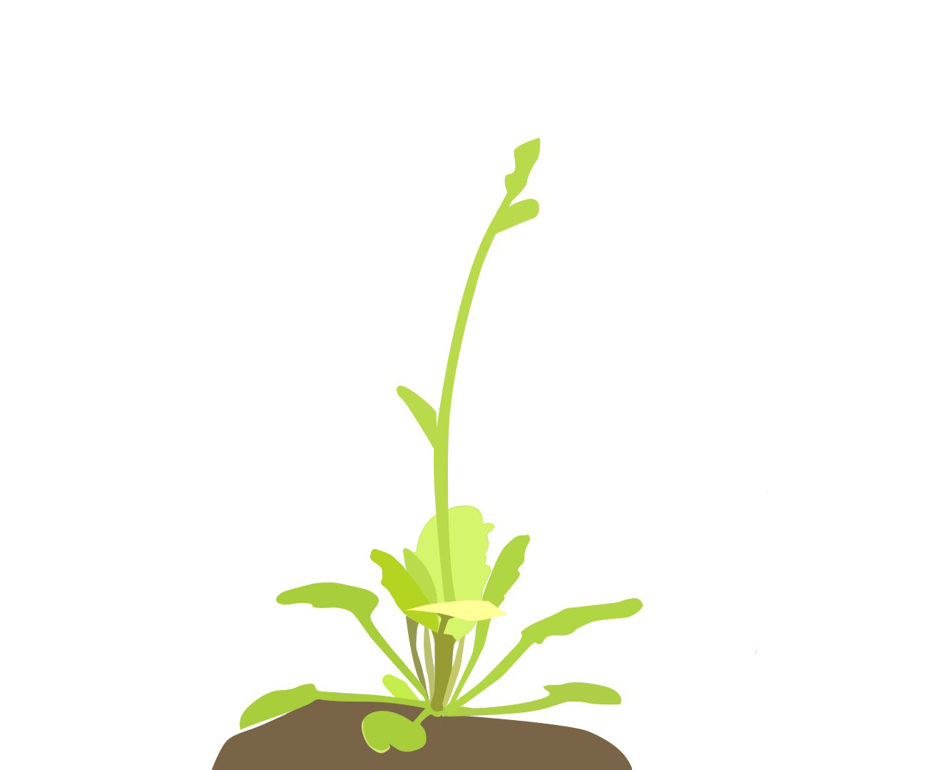 Plant Tracer Logo